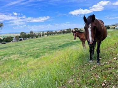 Farm Sold - NSW - Quirindi - 2343 - Equine Lifestyle  (Image 2)