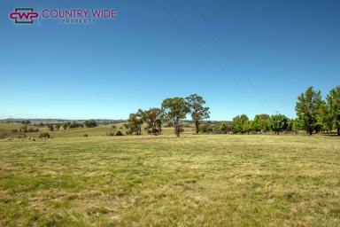 Farm Sold - NSW - Guyra - 2365 - FRESH TO THE MARKET  (Image 2)