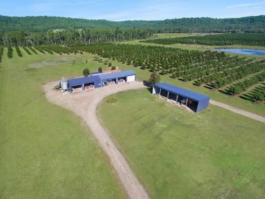 Farm Sold - NSW - Mororo - 2469 - See It To Believe It - Far North Coast Northern Rivers Macadamia Farm  (Image 2)