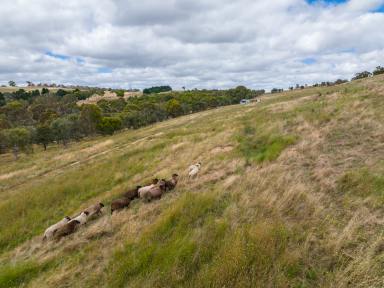 Farm Sold - NSW - Breadalbane - 2581 - 12 Acres in Breadalbane  (Image 2)