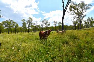 Farm Sold - QLD - Good Night - 4671 - 150 ACRES - GREAT STARTER BLOCK  (Image 2)