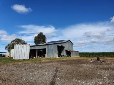 Farm Sold - QLD - Island Plantation - 4650 - Great Small Acreage!  (Image 2)