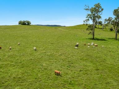 Farm Sold - NSW - McKees Hill - 2480 - AUCTION POSTPONED TO TUES APRIL 5th  (Image 2)