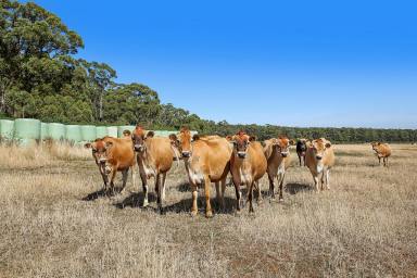 Farm Sold - VIC - Cooriemungle - 3268 - ATTRACTIVE PRINCETOWN - PT CAMPBELL COUNTRY  (Image 2)