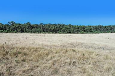 Farm Sold - VIC - Cooriemungle - 3268 - ATTRACTIVE PRINCETOWN - PT CAMPBELL COUNTRY  (Image 2)