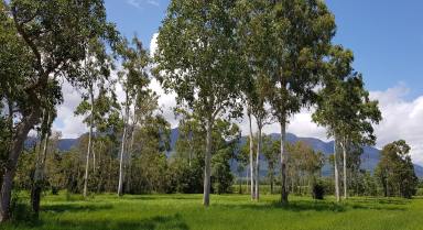 Farm Sold - QLD - Carruchan - 4816 - Vacant semi cleared rural block with mountain views - power & water available  (Image 2)