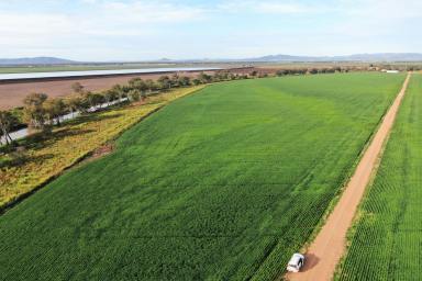 Farm Sold - NSW - Gunnedah - 2380 - Prime dryland farming holding with irrigation potential  (Image 2)