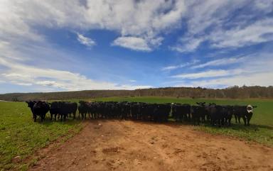 Farm Sold - NSW - Bolaro - 2629 - Wombat Flat  (Image 2)