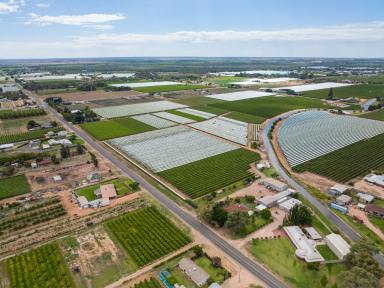 Farm Sold - VIC - Irymple - 3498 - A working table grape farm ready for the savvy buyer  (Image 2)