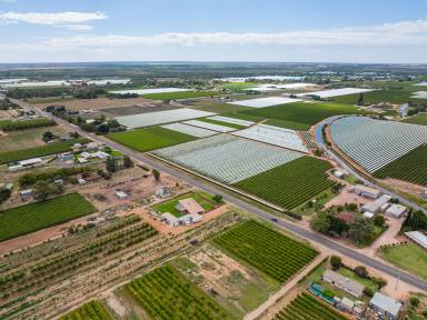 Farm Sold - VIC - Irymple - 3498 - A working table grape farm ready for the savvy buyer  (Image 2)