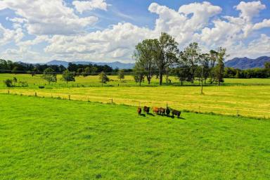 Farm Sold - NSW - Lansdowne - 2430 - 'BENHAVEN' - BLUE RIBBON LIFESTYLE AND GRAZING  (Image 2)