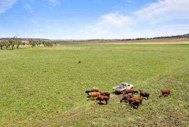 Farm Sold - QLD - Linthorpe - 4356 - SOLD OFF MARKET  (Image 2)