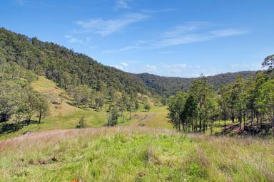 Farm For Sale - NSW - Cooplacurripa - 2424 - 'SPRING CREEK' BROAD ACRES AND LONG RIVER FRONTAGE  (Image 2)
