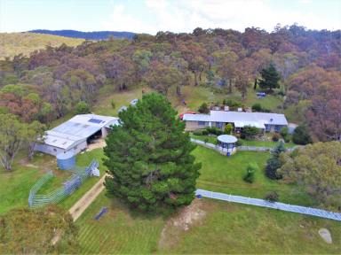 Farm Sold - NSW - Steeple Flat - 2631 - Acreage Living at its Finest  (Image 2)