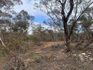 Farm Sold - SA - Bowhill - 5238 - Secure Your Own Slice of Secluded Scrub Land  (Image 2)