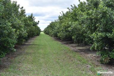 Farm Sold - QLD - Kinkuna - 4670 - Producing Macadamia Orchard - Bundaberg Region  (Image 2)