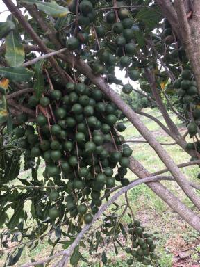 Farm Sold - QLD - Kinkuna - 4670 - Producing Macadamia Orchard - Bundaberg Region  (Image 2)