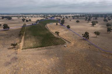 Farm Sold - SA - Maaoupe - 5277 - Outstanding Farming Land and Viticulture  (Image 2)