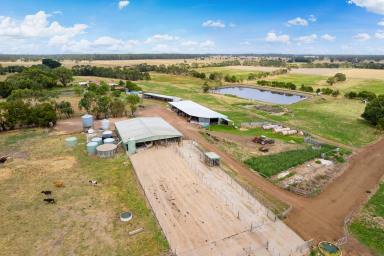 Farm Sold - VIC - Elingamite - 3266 - Excellent South West Victorian Mixed Farming Enterprise  (Image 2)