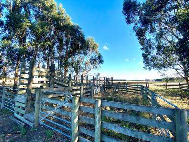 Farm Sold - VIC - Terang - 3264 - Investment / Lifestyle / Outpaddock  (Image 2)