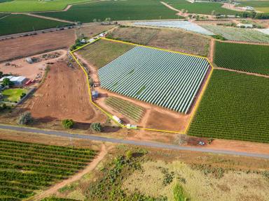 Farm Sold - VIC - Cardross - 3496 - Exciting and productive Table Grape property  (Image 2)