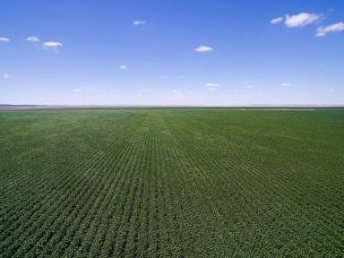 Farm Sold - NSW - Hay - 2711 - One of Australia’s Largest Irrigated Cotton Operations  (Image 2)