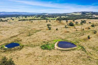 Farm For Sale - NSW - Tenterfield - 2372 - "Big Paddock" - Big Opportunities.....  (Image 2)