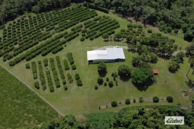 Farm Sold - QLD - Bingil Bay - 4852 - 11 Acres, Home, Shed, Business!!  (Image 2)