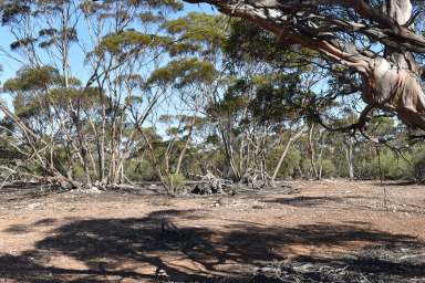 Farm Sold - SA - Sandleton - 5356 - BEAUTIFUL BUSH BLOCKS  (Image 2)