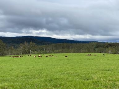 Farm Sold - NSW - Dorrigo - 2453 - Some of the Best Value on the Dorrigo Plateau, 457.2* Acres in Adjoining Properties (To be auctioned individually)  (Image 2)