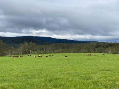 Farm Sold - NSW - Dorrigo - 2453 - Some of the Best Value on the Dorrigo Plateau, 457.2* Acres in Adjoining Properties (To be auctioned individually)  (Image 2)