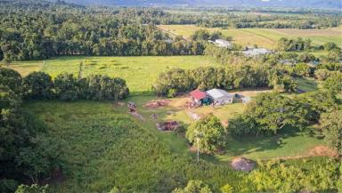 Farm For Sale - QLD - Tully - 4854 - 8 ACRES AT FOOTHILLS OF MT TYSON!  (Image 2)