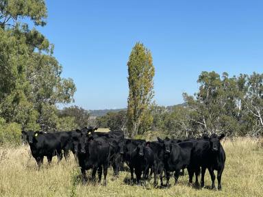 Farm Sold - NSW - Matheson - 2370 - Pitlochry, Glen Innes.  (Image 2)