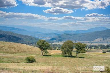 Farm Sold - NSW - Khancoban - 2642 - LIFESTYLE PRODUCTION AND LOCATION  (Image 2)