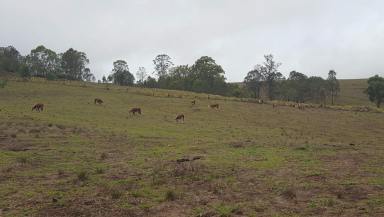 Farm Sold - NSW - Urbenville - 2475 - 15 Acres of pristine ex farmland in the Scenic Rim  (Image 2)