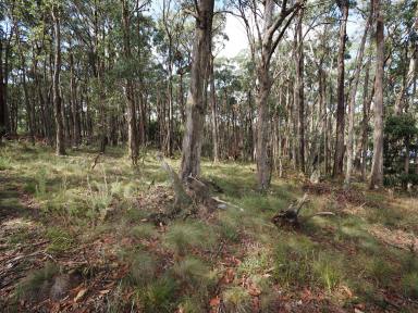 Farm For Sale - VIC - Dales Creek - 3341 - 1.01HA (2.5 Acres) Development Opportunity Not to Be Missed  (Image 2)