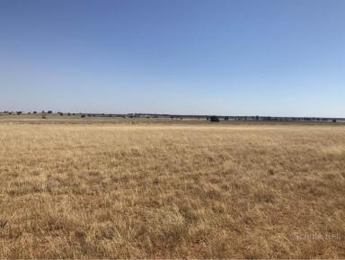 Farm Sold - NSW - Narromine - 2821 - Is this it  (Image 2)