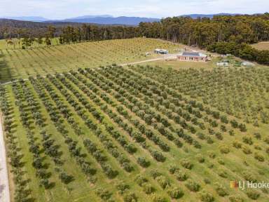 Farm Sold - TAS - Latrobe - 7307 - Olive Grove and Home on Acreage in Latrobe  (Image 2)