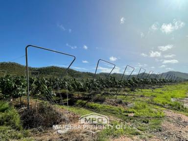 Farm Sold - QLD - Dimbulah - 4872 - 400 ACRES - LIFESTYLE / CATTLE / FARMING  (Image 2)