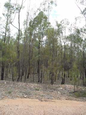 Farm Sold - QLD - Weranga - 4405 - Vacant land 30 min from Tara  (Image 2)