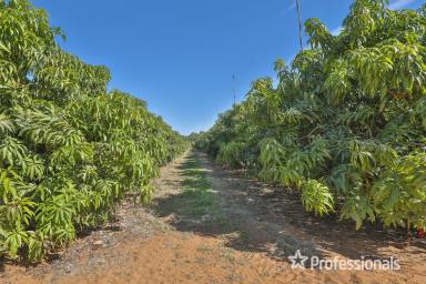 Farm Sold - NSW - Trentham Cliffs - 2738 - World Class Avocado & Mango Farm on 14ha (35 acres)  (Image 2)