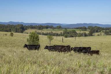 Farm Sold - NSW - Grafton - 2460 - 'Terradei' - Elevated Grafton Acreage on the City's doorstep  (Image 2)