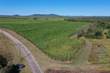 Farm Sold - QLD - Inkerman - 4806 - 83 Acre Irrigation Farm - Home Hill with Open Water  (Image 2)
