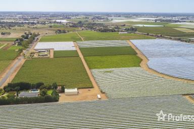 Farm For Sale - VIC - Irymple - 3498 - Top Class Irymple Table Grape Property on 15.08Ha (37.26 acres)  (Image 2)