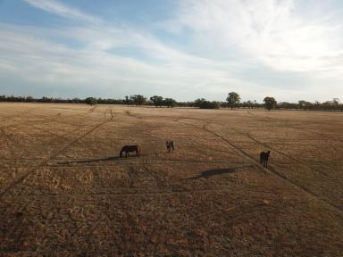 Farm Sold - NSW - Moama - 2731 - Exceptional Small Acreage Opportunity  (Image 2)