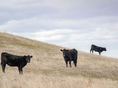 Farm Sold - VIC - Muntham - 3315 - AUCTION - MUNTHAM - 150.69 HECTARES  (Image 2)