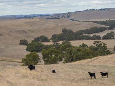 Farm Sold - VIC - Muntham - 3315 - AUCTION - MUNTHAM - 150.69 HECTARES  (Image 2)