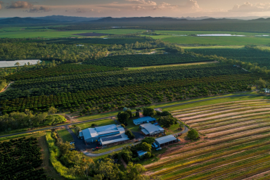 Farm For Sale - QLD - Arriga - 4880 - PARADISE ORCHARDS | GOING CONCERN | ATTRACTIVE RETURN  (Image 2)