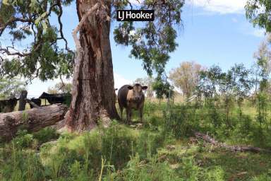 Farm Sold - NSW - Bundarra - 2359 - SOLD BY WAYNE DALEY LJ HOOKER INVERELL  (Image 2)