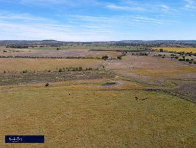 Farm Sold - NSW - Inverell - 2360 - Ideal Fattening, Cropping, Grazing Farm  (Image 2)